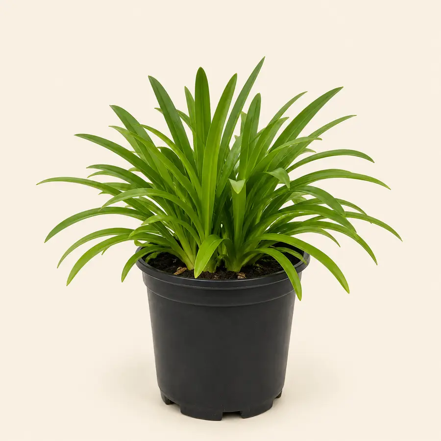 Agapanthus