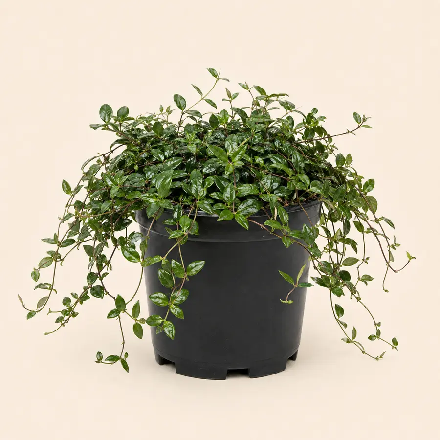 Asian Jasmine