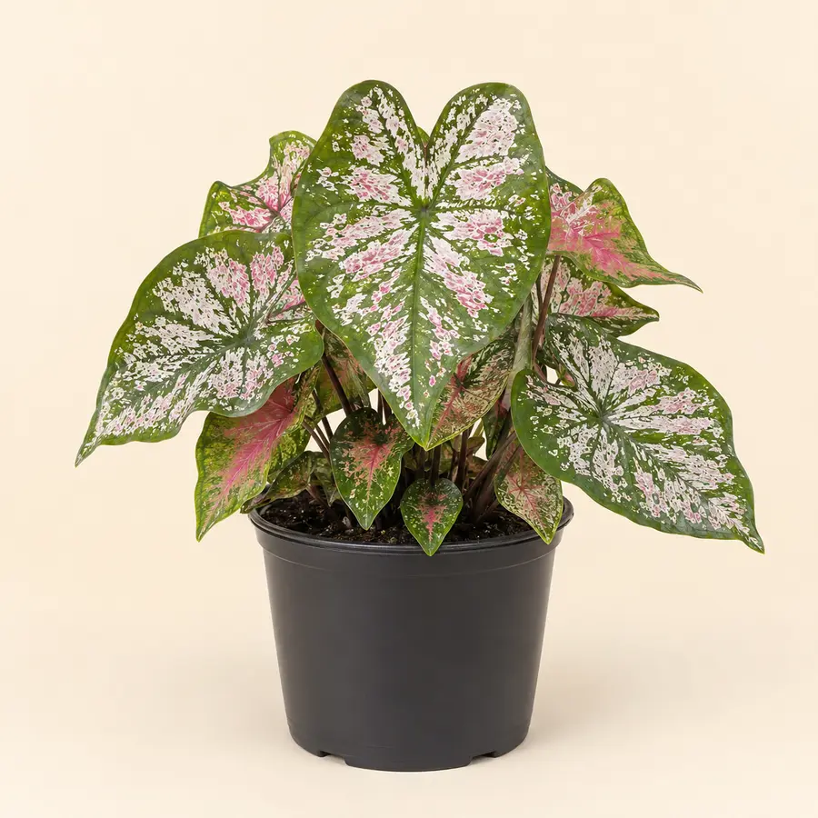 Caladium