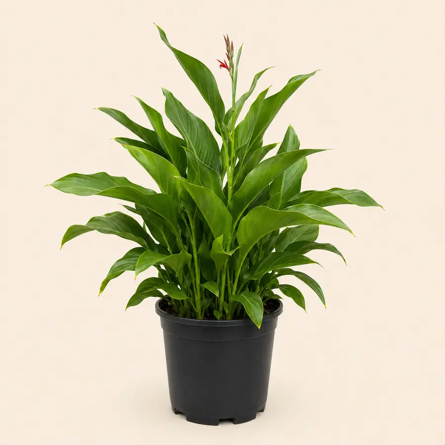 Canna Lily