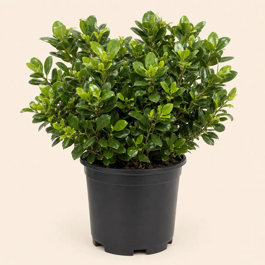 Cocoplum