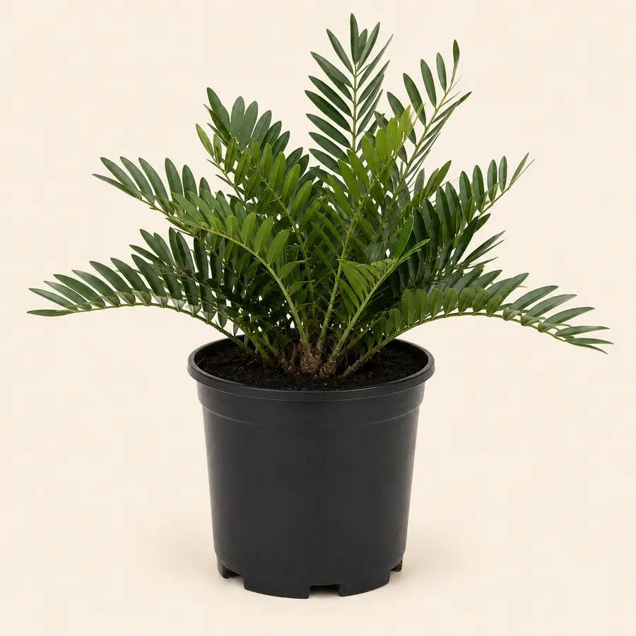 Coontie Palm