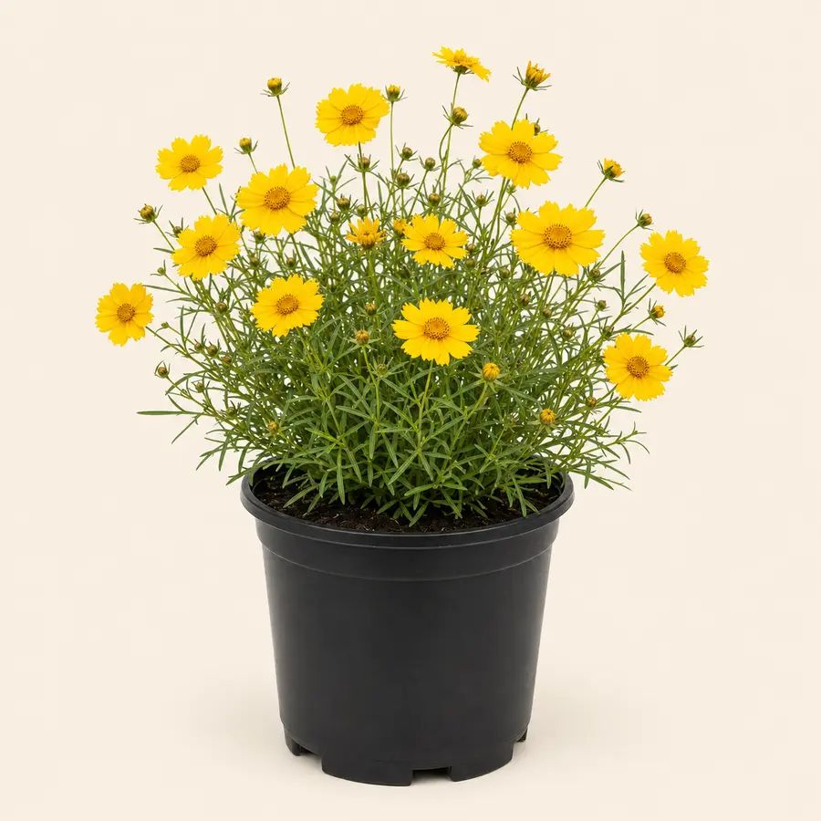 Coreopsis