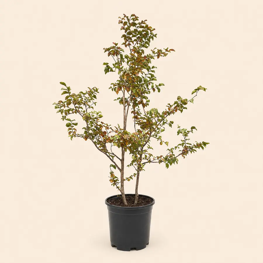 Crape Myrtle