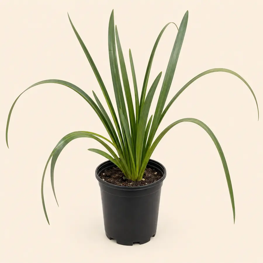 Crinum Lily