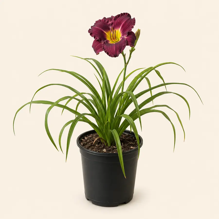Daylily