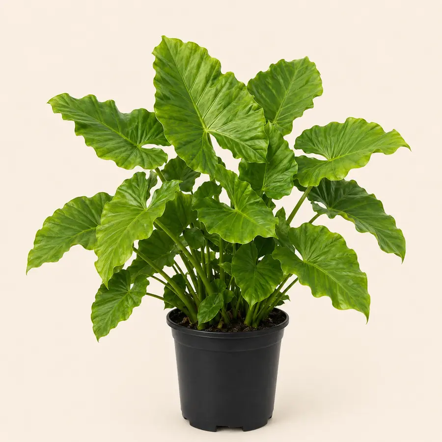 Elephant Ear
