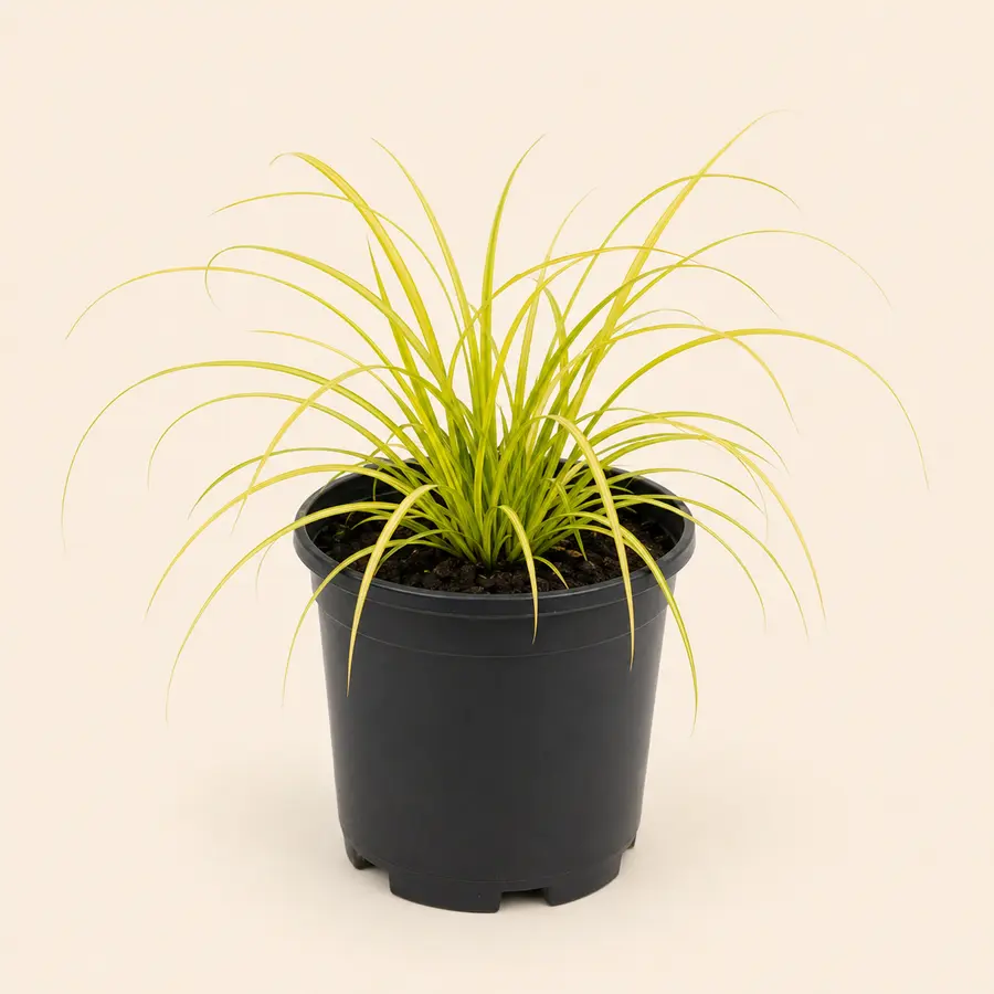 Everillo Carex