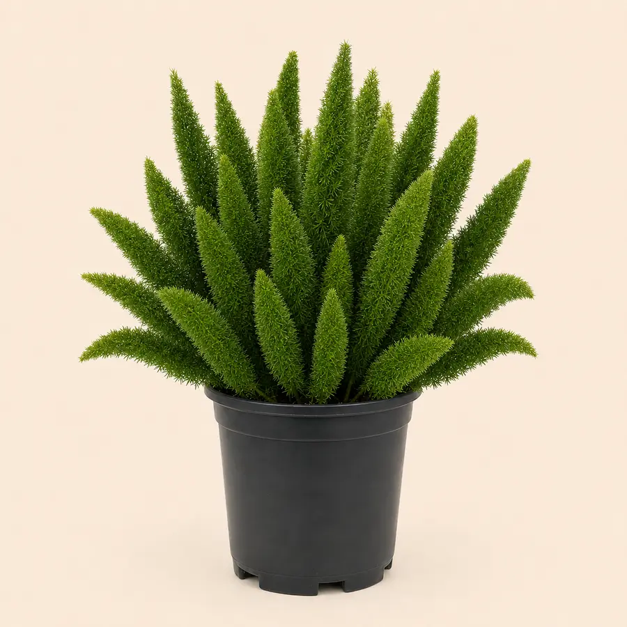 Foxtail Fern