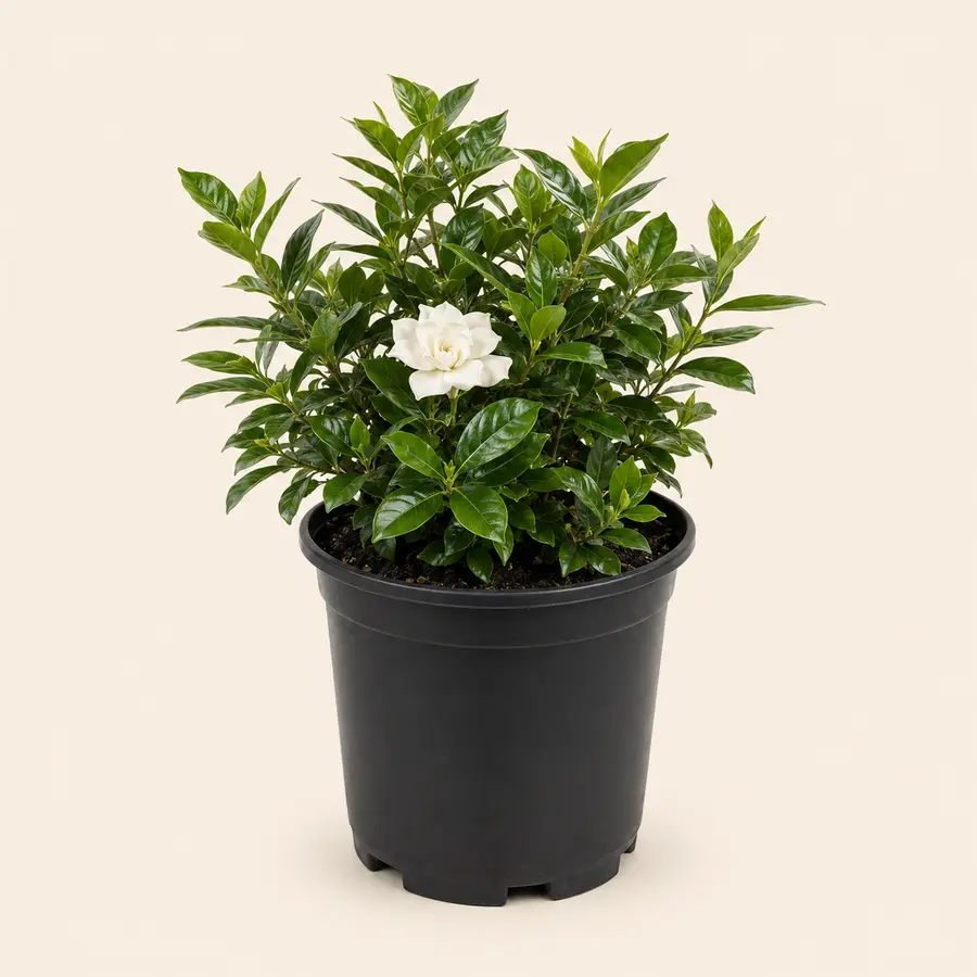 Gardenia