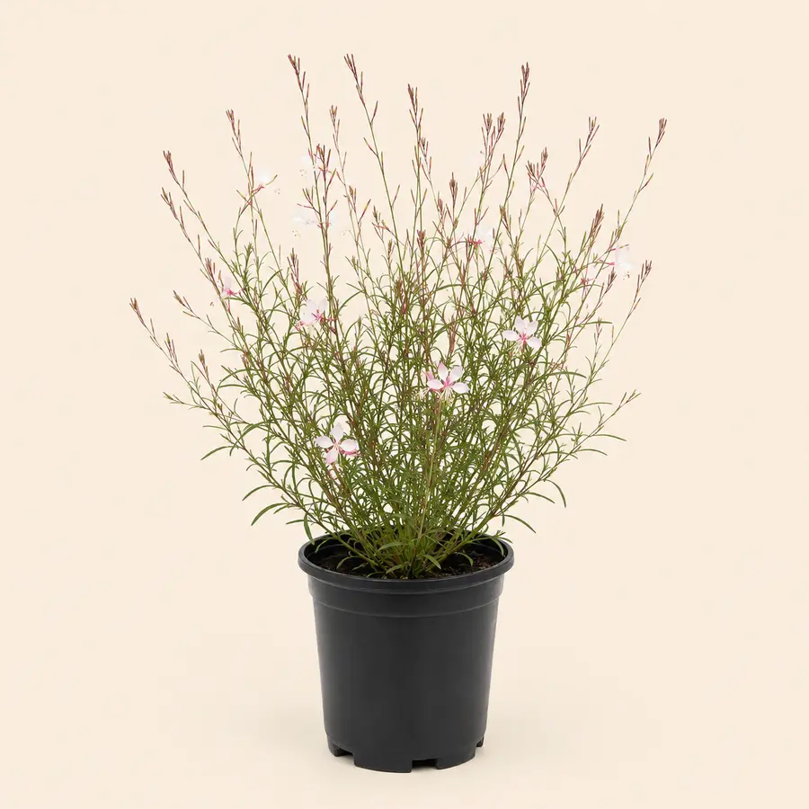 Gaura