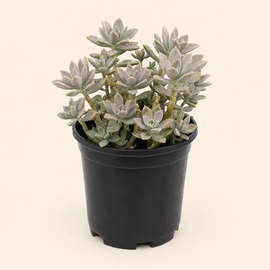 Ghost Plant
