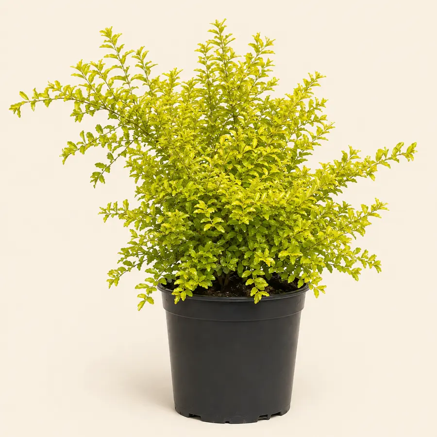 Gold Mound Duranta
