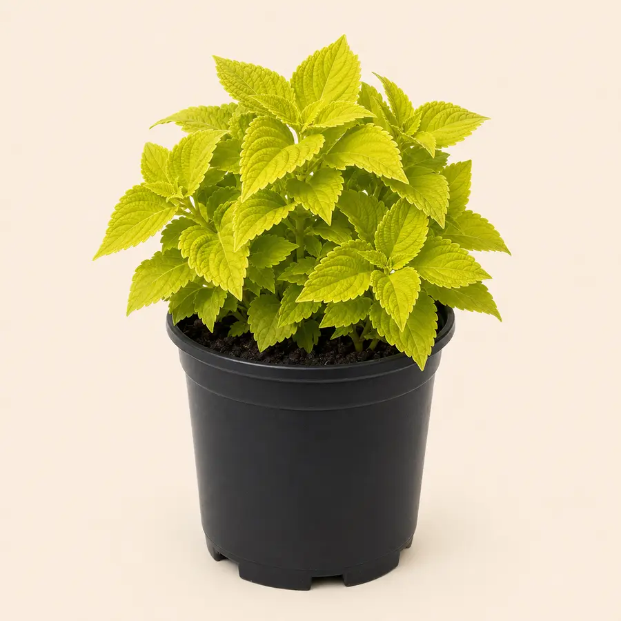 Golden Coleus