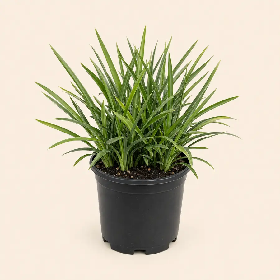 Green Flax Lily