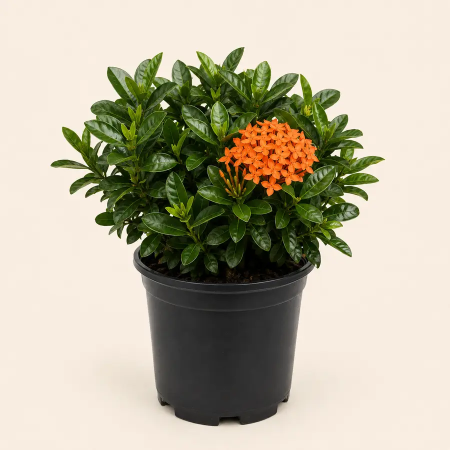 Ixora