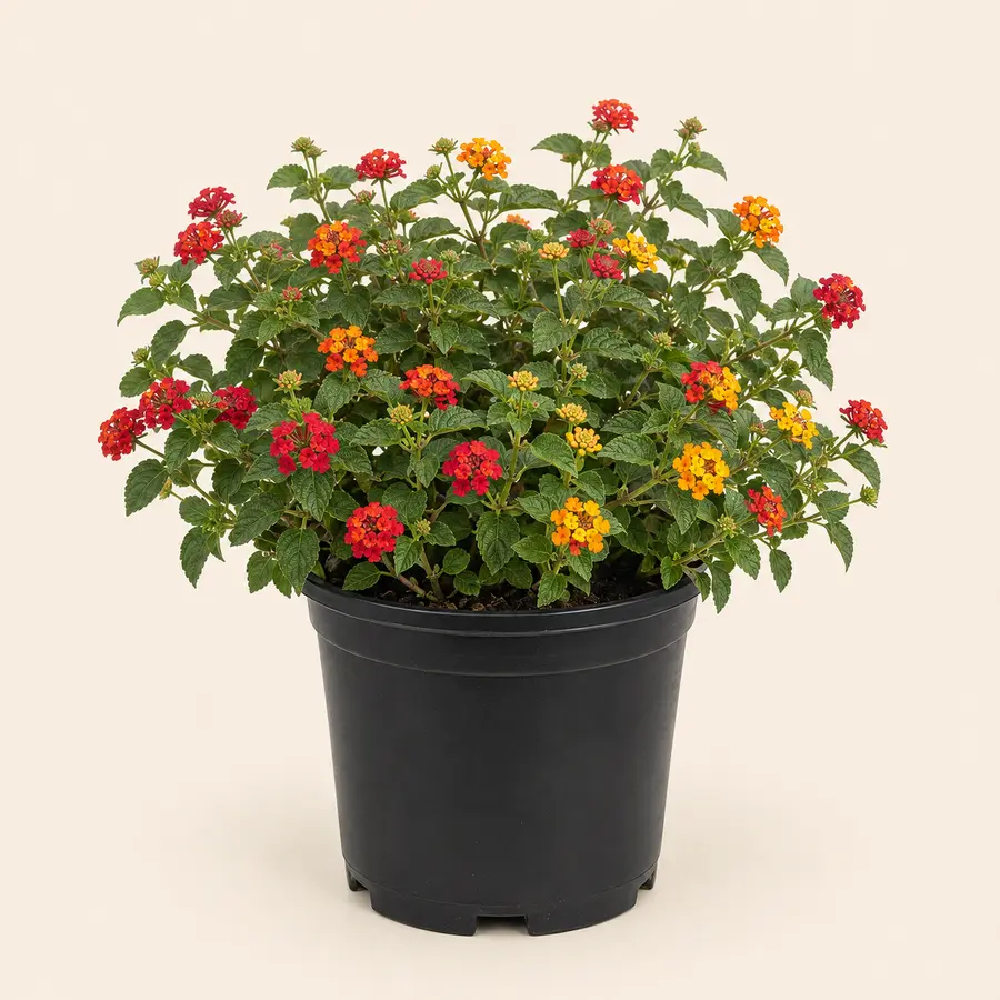 Lantana