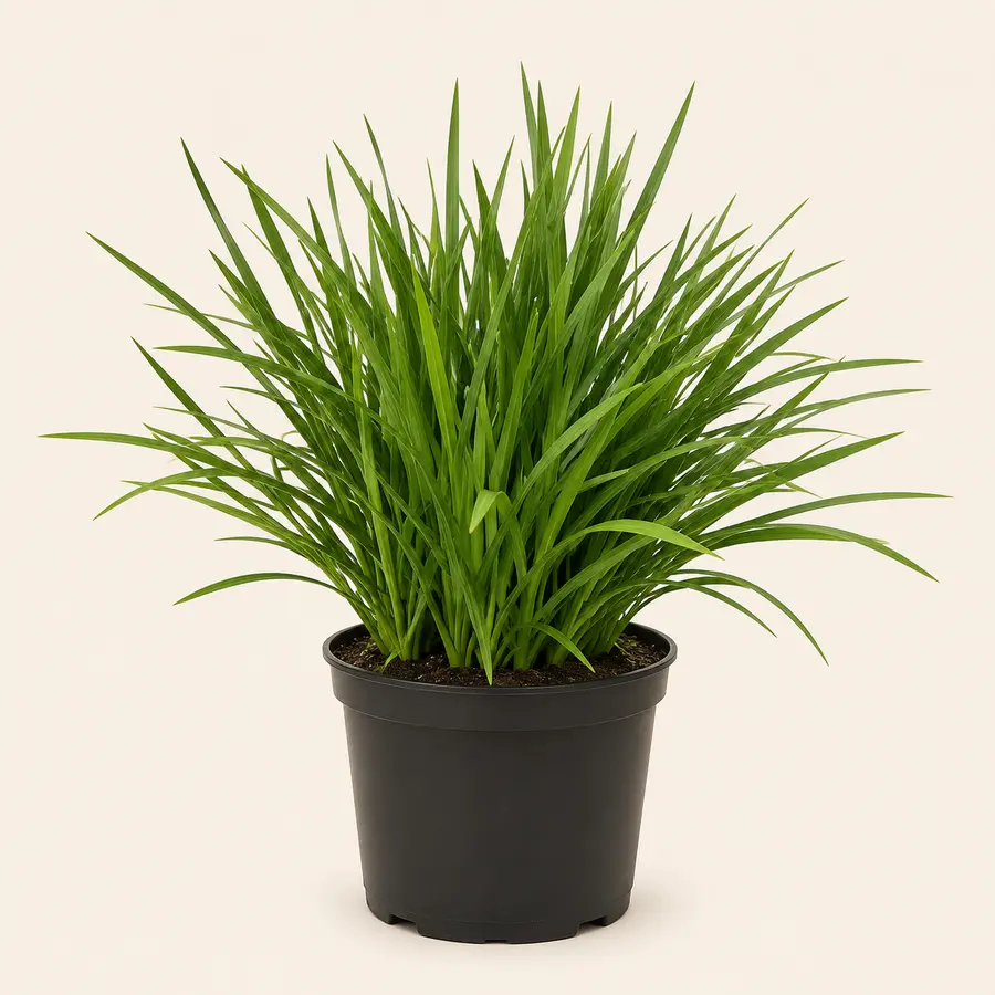 Liriope