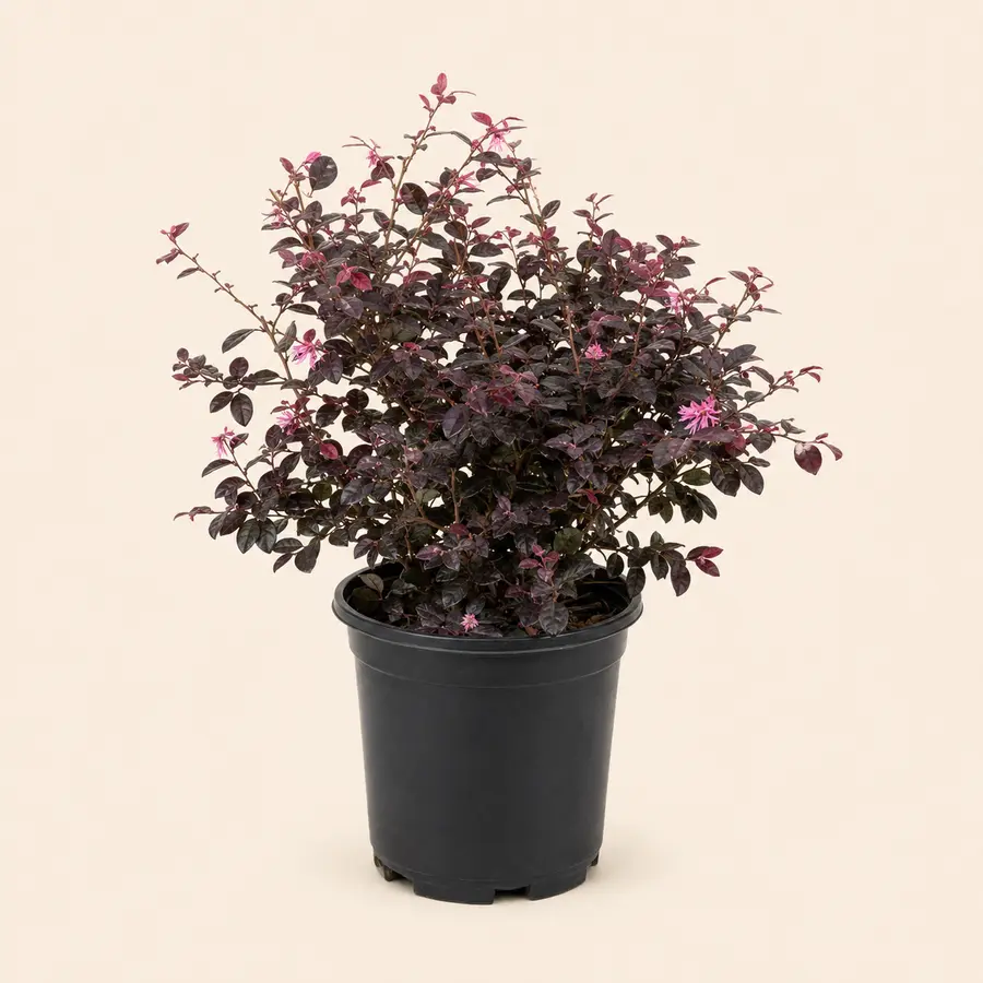 Loropetalum