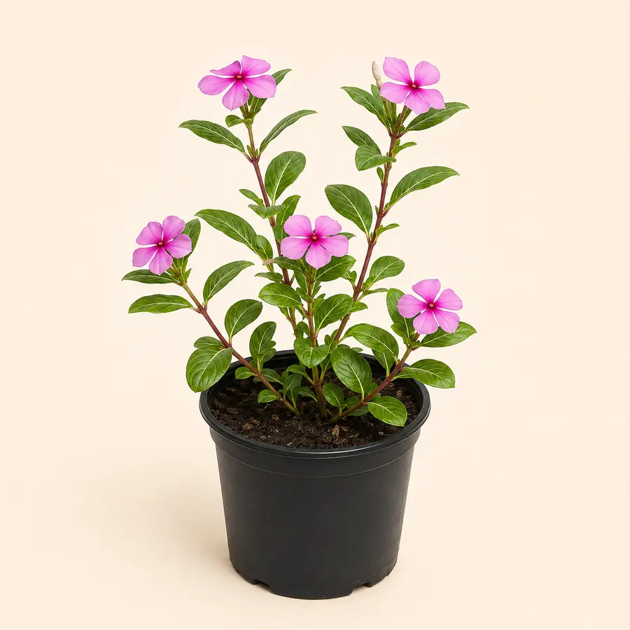 Madagascar Periwinkle