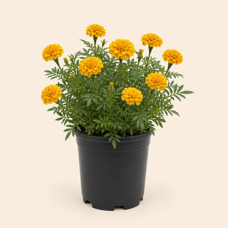 Marigold