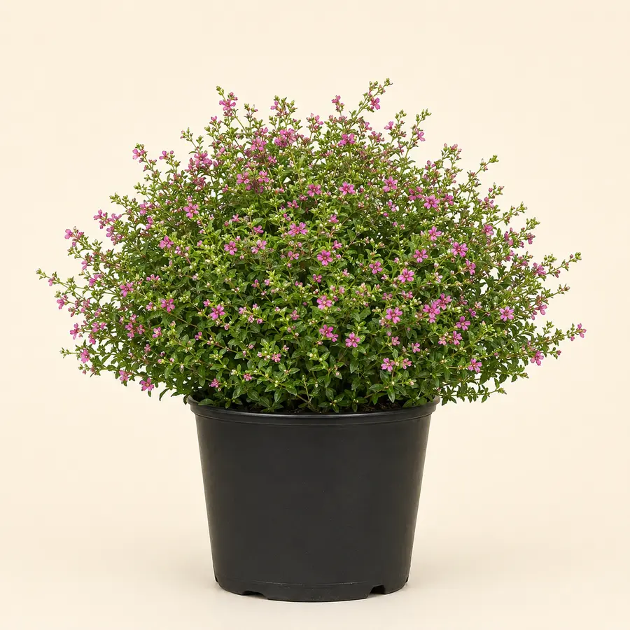 Mexican Heather