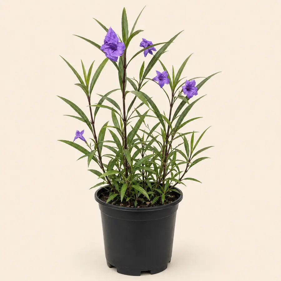Mexican Petunia