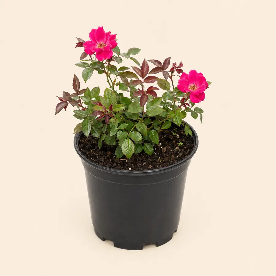 Miniature Rose