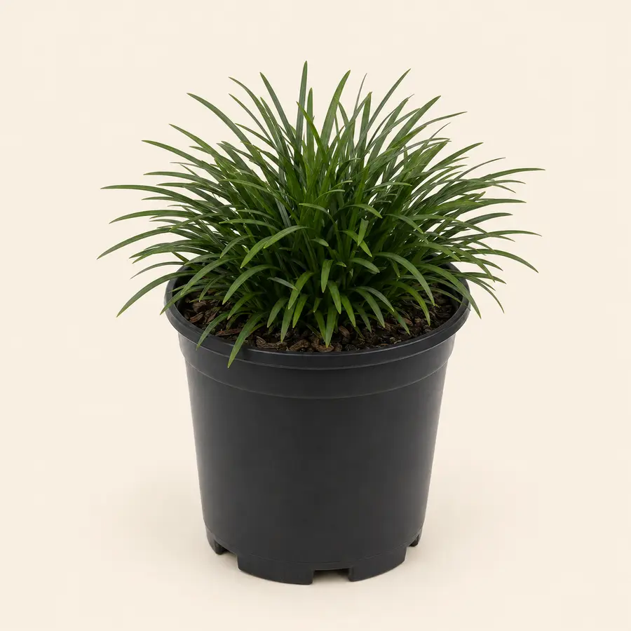 Mondo Grass