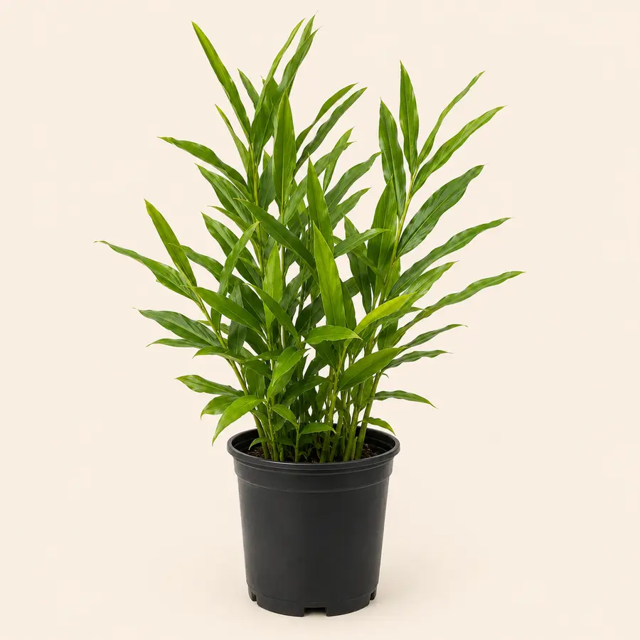 Ornamental Ginger