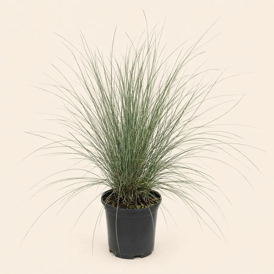 Pink Muhly Grass