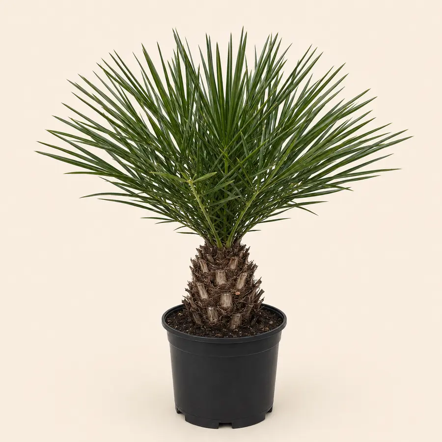 Sago Palm