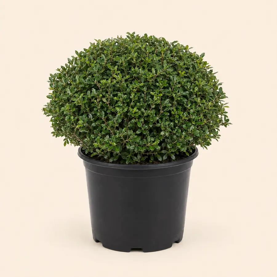 Topiary Shrub