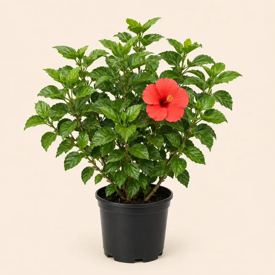 Tropical Hibiscus