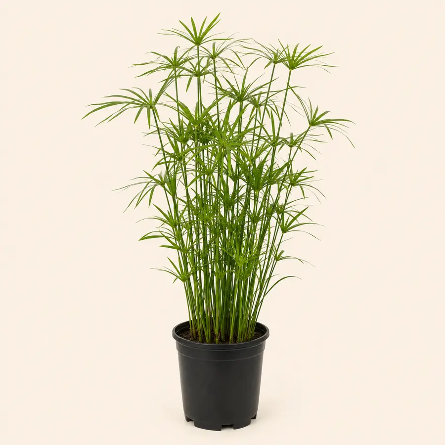 Umbrella Plant