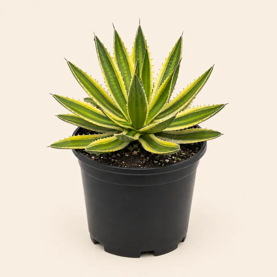 Variegated Agave