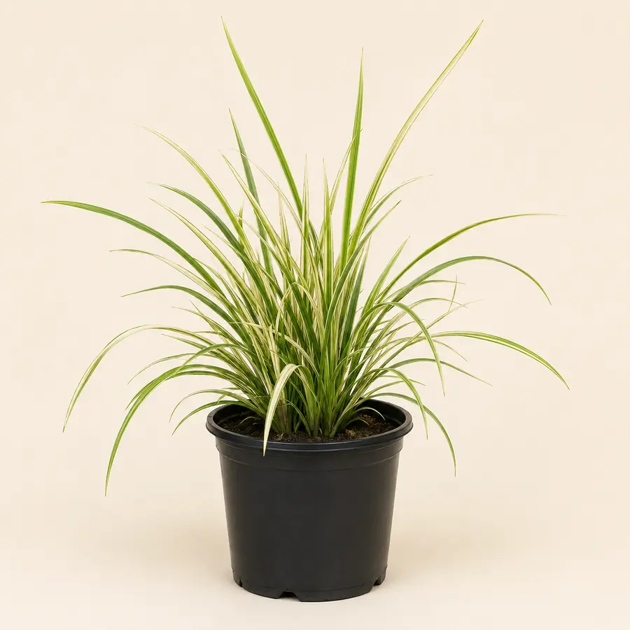 Variegated Flax Lily