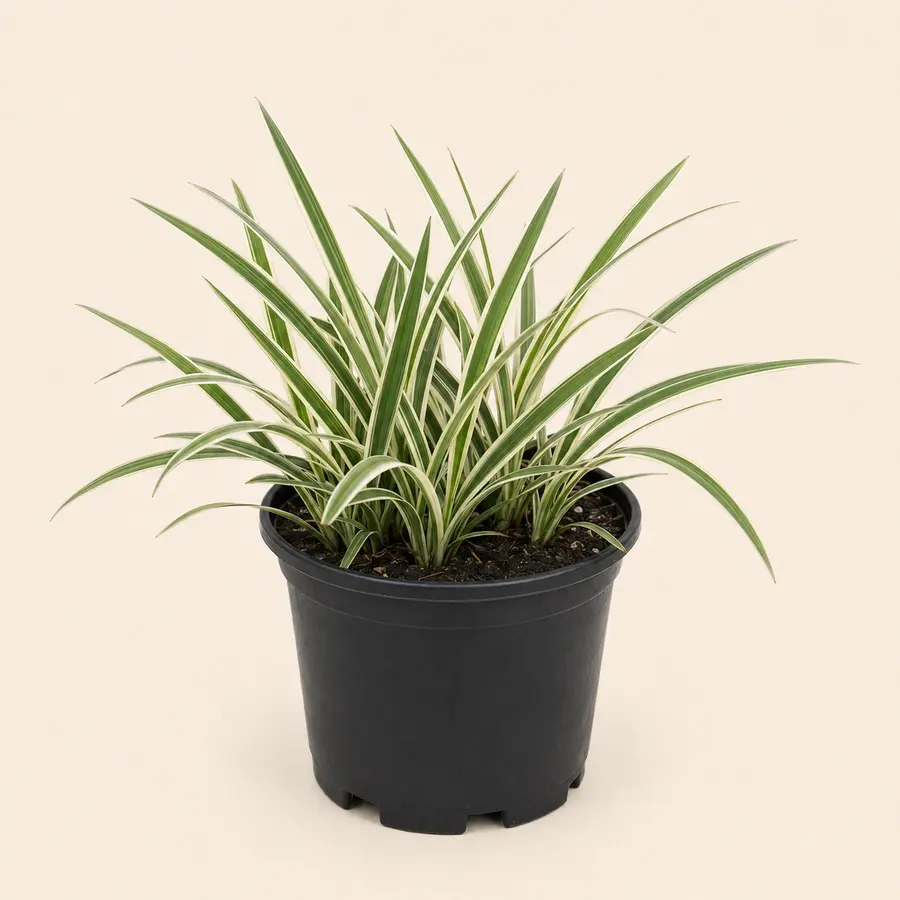 Variegated Liriope