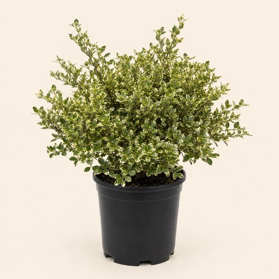Variegated Privet