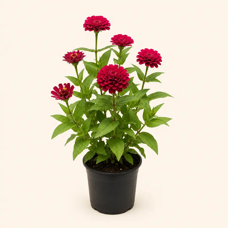 Zinnia